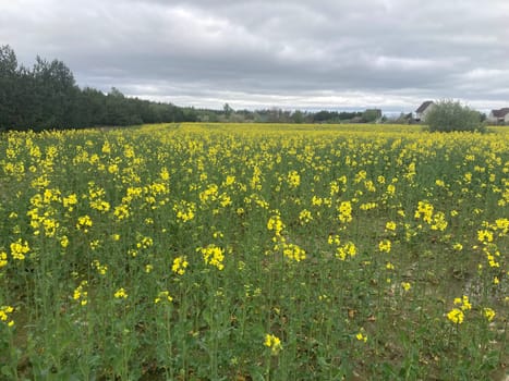 Yellow field planted with the rapeseed