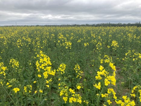 Yellow field planted with the rapeseed