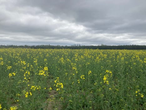 Yellow field planted with the rapeseed