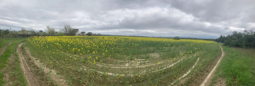 Yellow field planted with the rapeseed