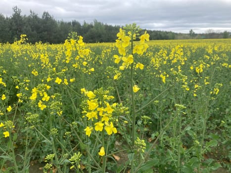 Yellow field planted with the rapeseed