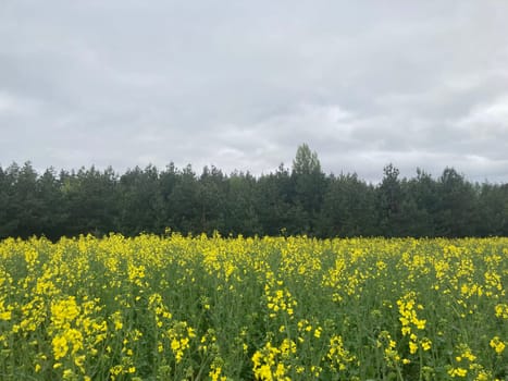 Yellow field planted with the rapeseed