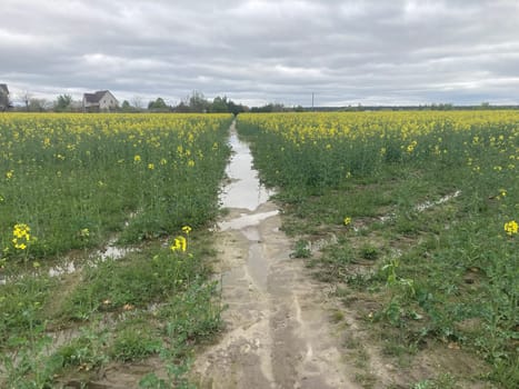 Yellow field planted with the rapeseed