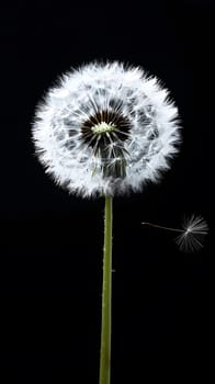 A dandelion with seeds floating in the wind against a black background, illuminated by a flash photography, creating a magical scene under the midnight sky