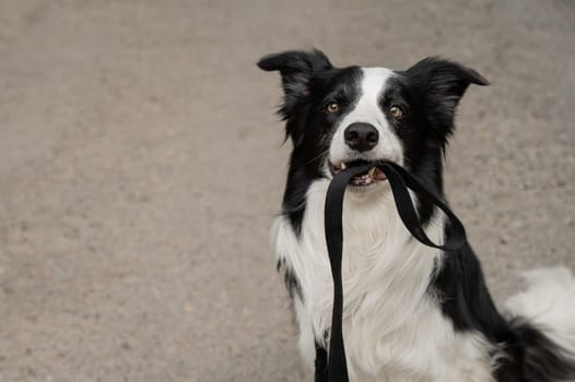 Border collie holding leash in mouth outdoors