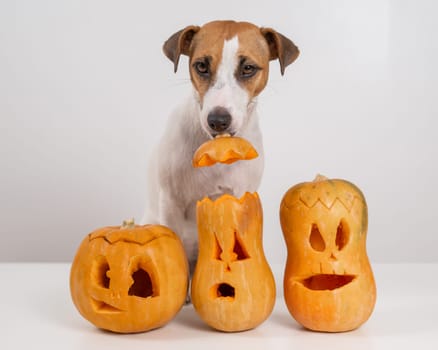 Jack Russell Terrier dog holding a jack-o-lantern pumpkin hat on a white background