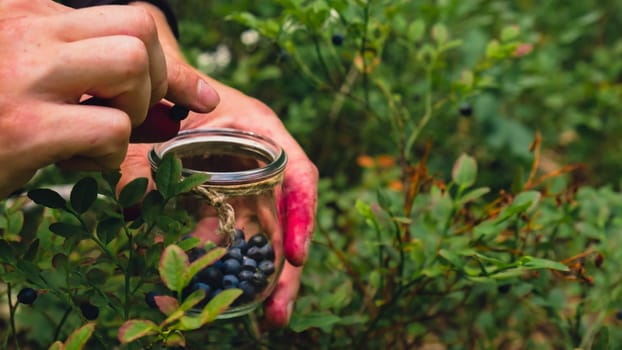 Close-up of male hands picking Blueberries in the forest with green leaves. Man Harvested berries, process of collecting, harvesting berries into glass jar in the forest. Copy space Bush of ripe wild blackberry bilberry in summer.