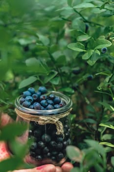 Close-up of male hands picking Blueberries in the forest with green leaves. Man Harvested berries, process of collecting, harvesting berries into glass jar in the forest. Bush of ripe wild blackberry bilberry in summer.