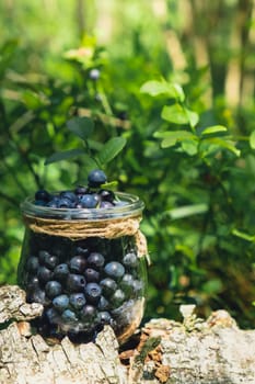 Close-up of Blueberries in the forest with green leaves. Country life gardening eco friendly living Harvested berries, process of collecting, harvesting berries into glass jar in the forest. Bush of ripe wild blackberry bilberry in summer.