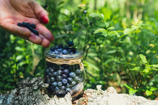 Close-up of male hands picking Blueberries in the forest with green leaves. Man Harvested berries, process of collecting, harvesting berries into glass jar in the forest. Bush of ripe wild blackberry bilberry in summer.