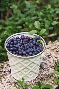 Close-up of Blueberries in white bucket in the forest with green leaves. Country life gardening eco friendly living Harvested berries, process of collecting, harvesting berries into glass jar in the forest. Bush of ripe wild blackberry bilberry in summer.
