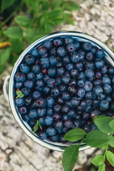 Close-up of Blueberries in white bucket in the forest with green leaves. Country life gardening eco friendly living Harvested berries, process of collecting, harvesting berries into glass jar in the forest. Bush of ripe wild blackberry bilberry in summer.