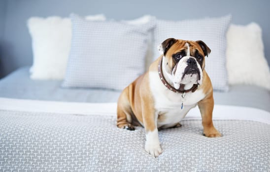 Bed, pet and portrait of dog in home to relax for adorable, cute and lying down in house or apartment. Adoption, rescue and bulldog in bedroom comfortable for sleeping, resting and calm on weekend.