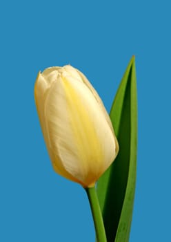 Closeup, yellow Tulips or flower with blue sky for growing, gardening and romantic bouquet for love. Leaf, blossom and floral plant in nature for season change, gift or florist with bright color.