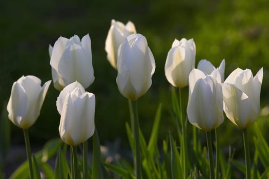 Closeup, white Tulips or flower on a sunny day for growing, gardening and romantic bouquet or love. Leaf, blossom and floral plant in nature for season change, gift or florist with bright color.