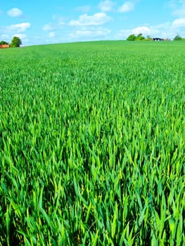 Countryside, grass and nature in environment, trees and peace in bush or pasture, blue sky and clouds. Ecosystem, sustainability and morning, scenery and outdoor, greenery and meadow in Brazil.