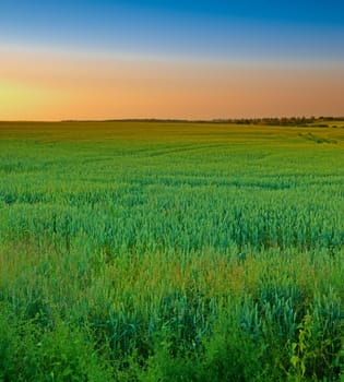 Green grass, field and evening with sunset on horizon for agriculture in countryside for environment growth. Alps glow, scenic and beautiful in springtime in Finland with view for season with eco.