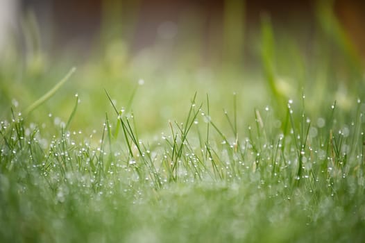 Vibrant green field of grass covered in glistening water droplets, background is out of focus, contributing to a vitality and tranquil atmosphere