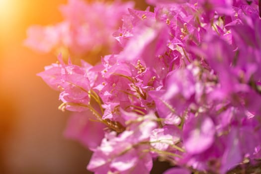 Bougainvillea glabram flower, paperflower. Beautiful magenta bougainvillea tree on sunny spring day.