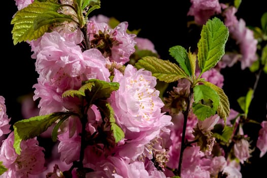 Beautiful pink Almond Prunus triloba blossoms on a black background. Flower head close-up.