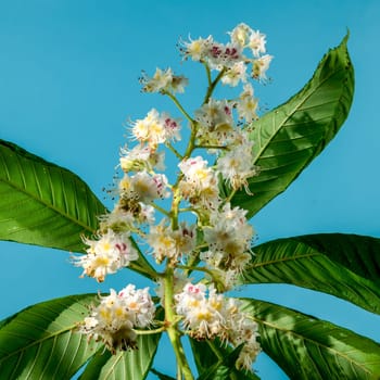 Beautiful white horse chestnut tree blossoms on a blue background. Flower head close-up.
