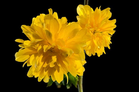 Beautiful yellow kerria, Japanese rose Pleniflora flower isolated on a black background. Flower head close-up.