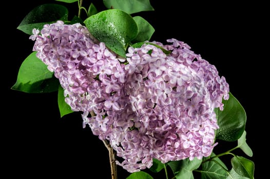 Beautiful blooming Pink flowers of Syringa vulgaris (Common lilac) isolated on a black background. Flower head close-up.