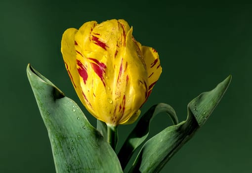 Beautiful yellow Tulip La Courtine Parrot flower on a green background. Flower head close-up.