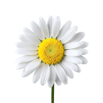 White daisy pristine petals radiating from golden yellow disc florets slightly overlapping Bellis perennis. Flowers isolated on transparent background.