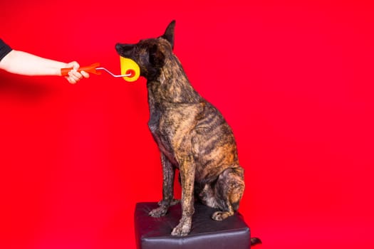 A dog builder is holding roller brush. Red yellow background. Isolated. Dutch shepherd