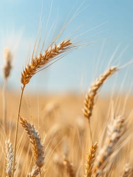 Sunlit wheat ears captured in detail, with a serene blue sky in the background, evoking a sense of abundance