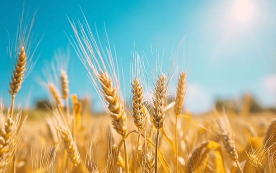 Close-up shot of a wheat field, showcasing the detail of the wheat ears against the backdrop of a vivid blue sky