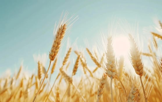 The warm glow of the sun envelops ripe wheat ears, casting a peaceful atmosphere over the vast, golden agricultural landscape