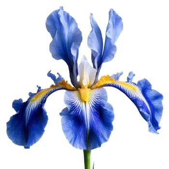 Blue iris three upright petals and three hanging sepals intricate patterns and veining fuzzy yellow. Flowers isolated on transparent background.