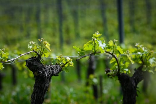 Aerial view of vineyard in spring at sunrise, Bordeaux Vineyard, Langoiran, Gironde, France, High quality 4k footage