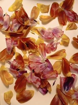 A heap of peach and magenta flower petals arranged on a white surface like a delicate pattern for a fashion accessory