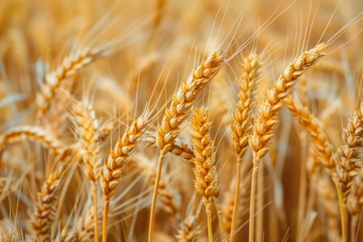 A field of golden wheat with a few brown tips. The wheat is tall and the field is full of it