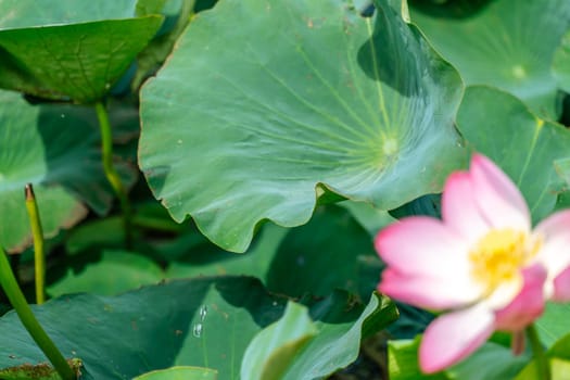 A pink lotus flower sways in the wind, Nelumbo nucifera. Against the background of their green leaves. Lotus field on the lake in natural environment