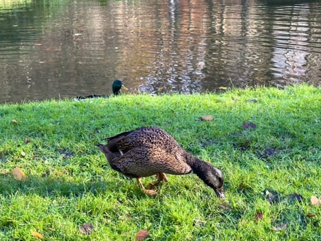 Europen mallard duck standing on the grass, next to the lake