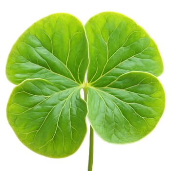 Plants leaf isolated on transparent background