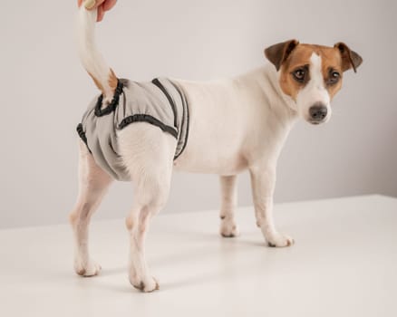Cute Jack Russell Terrier dog wearing menstrual panties on a white background. Reusable diaper