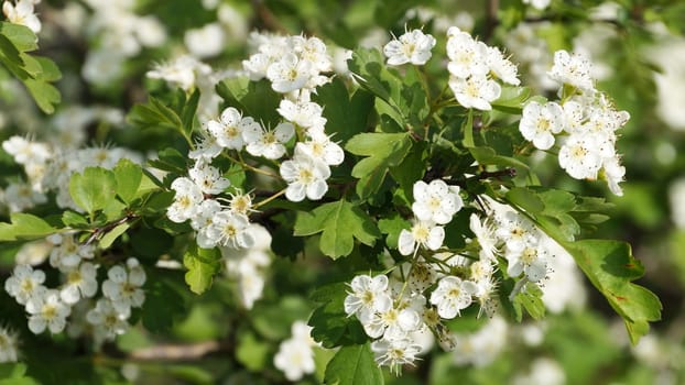 White Crataegus flowers close up in sunlight.