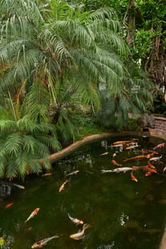 Majestic Japanese Koi Fish Swimming in Pond at Greenhouse. Japanese Carp Gracefully Gliding in Greenhouse Pond. Tranquil Japanese Koi Fish Pond in Greenhouse Oasis. Exotic Japanese Koi Fish in Ornamental Greenhouse Pond. Vibrant Japanese Koi Fish Swimming in Greenhouse Pond