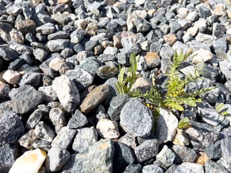 A determined display of nature will, this image shows weeds pushing through a rugged landscape of mixed gravel, contrasting the softness of organic life with the hardness of stone.