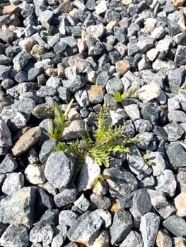 A determined display of nature will, this image shows weeds pushing through a rugged landscape of mixed gravel, contrasting the softness of organic life with the hardness of stone.