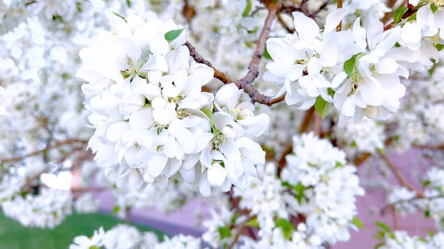 A vibrant cluster of white blossoms is in full bloom, delicately hanging from the branches of a tree, signaling the arrival of spring with their fresh, floral display.