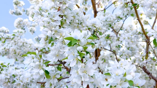 A vibrant cluster of white blossoms is in full bloom, delicately hanging from the branches of a tree, signaling the arrival of spring with their fresh, floral display.