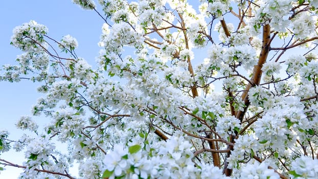 A vibrant cluster of white blossoms is in full bloom, delicately hanging from the branches of a tree, signaling the arrival of spring with their fresh, floral display.