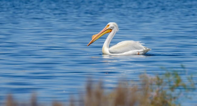 American White Pelican, Pelecanus erythrorhynchos, adult swimming in the early morning in Tijuana, Baja California, Mexico. Male in breeding season displaying his breeding hump.