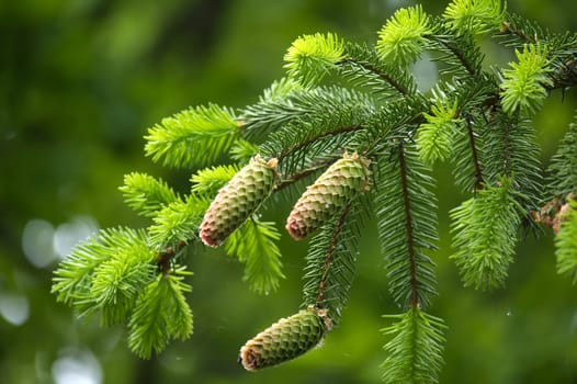 Close up of a green fir cone on a fir tree branch, young fir cone showing a green hue with hints of pink at its tips